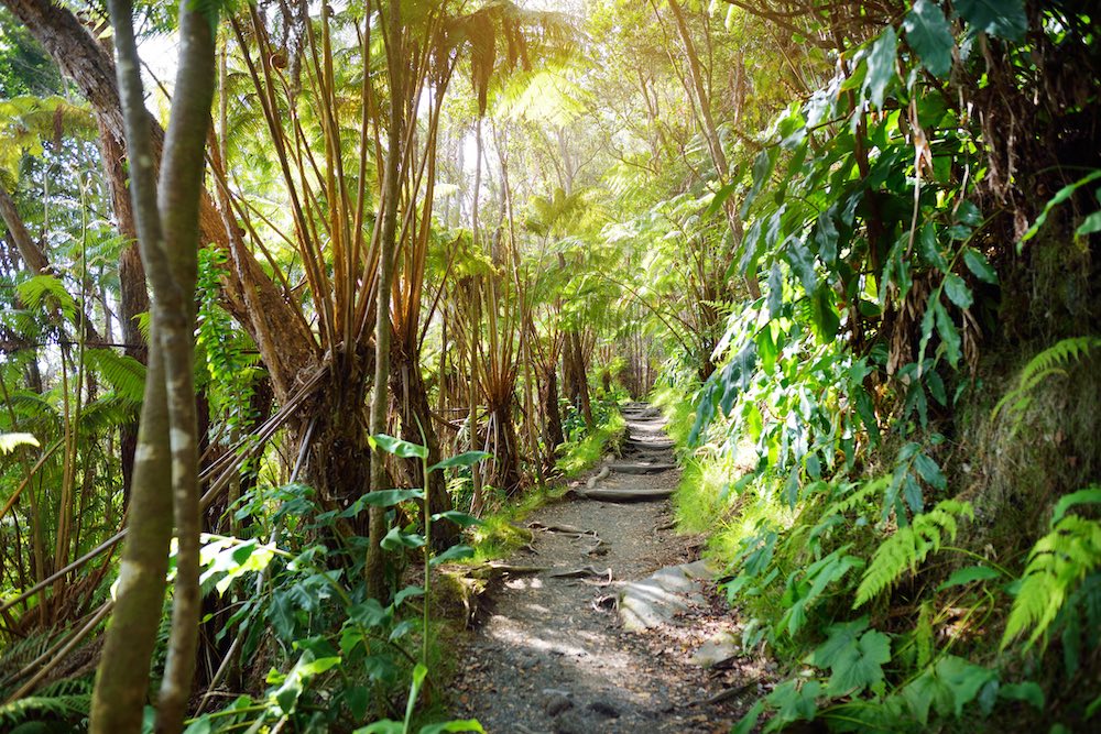 Big Island Hawaii Hiking Trail Through Lush Foliage