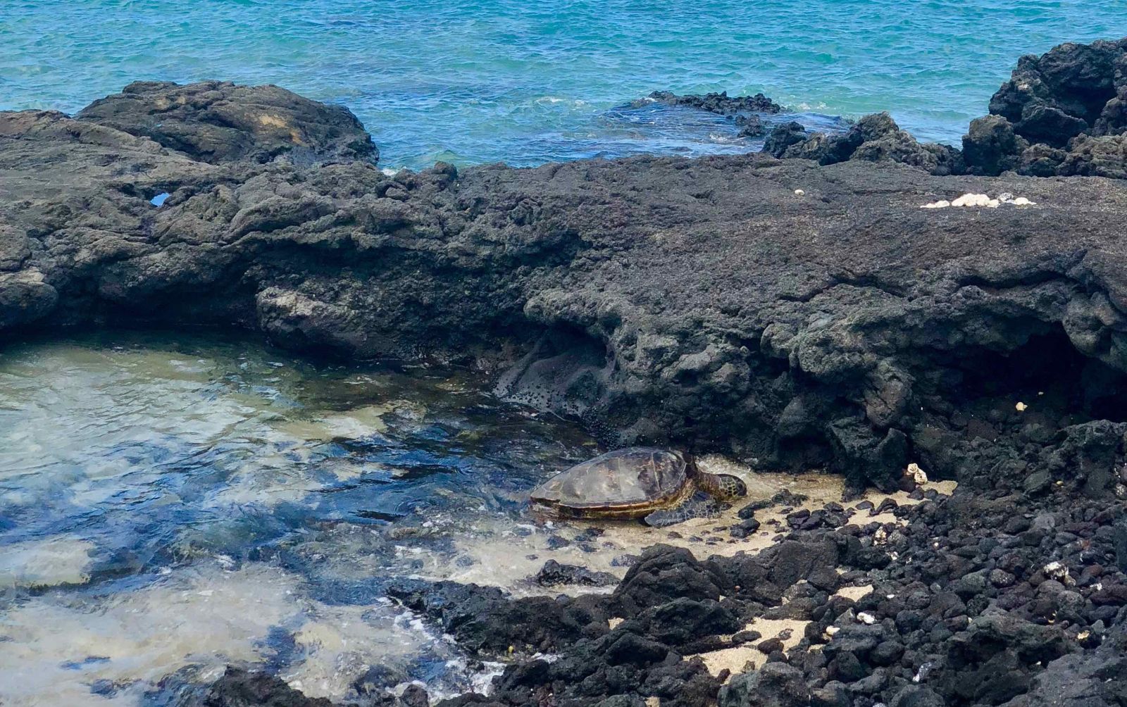 Turtle Beach Oahu  Protected Sea Turtle Sanctuary