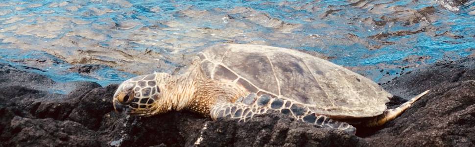 Green Sea Turtle in Hawaii.