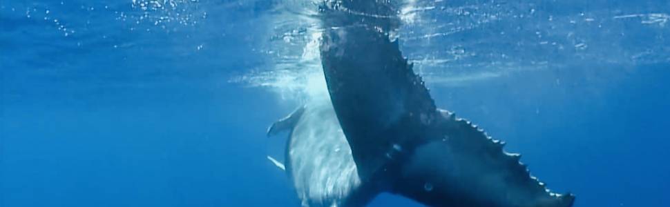 Did You Know You Can Hear Hawaiian Whales While Swimming At The