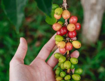 fresh coffee beans