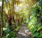Big Island Hawaii Hiking Trail Through Lush Foliage