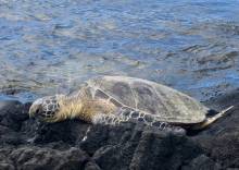 Where to find sea turtles in Hawaii 