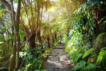 Big Island Hawaii Hiking Trail Through Lush Foliage